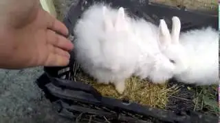 Giant Angora VS French angora babies and Wool Average.