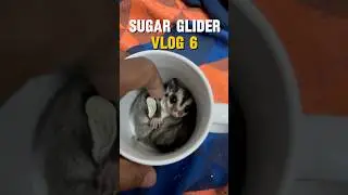 Oru valiya பறக்கும் அனில் Peru ennanu solata?😍🐿️First time Parakuran😱😳 #sugarglider #tamil