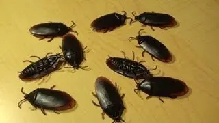Girls Hate Bugs: Prank School Lesson 3