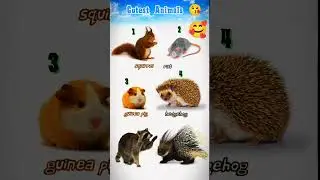 Top 6 Cutest Animals⚡ / Original Sound #shorts #birds #sound #ytshorts #youtubeshorts #viralshorts