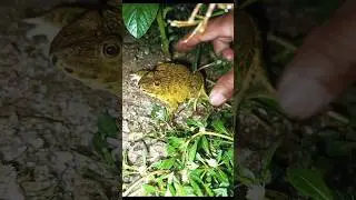 Catching frogs make you laugh haha🐸😁 #frog #animals #funny #shorts