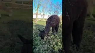 Alpaca baby eats grass on a lovely sunny day