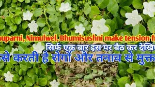 Rastrero, Agracejo weed plant, Roundleaf bind weed, Nimulvel, Vishnukrantha,Volvulopsis nummularius