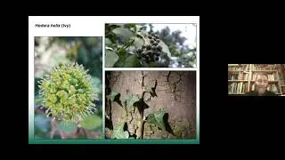 The role of plants in magical traditions