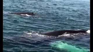 Playfull whales