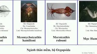 Ng&agrave;nh th&acirc;n mềm, bộ Oegopsida mực mollusca pacificus Todarodes Cranchiidae Erev Mastigoteuthis đ&oacute;m