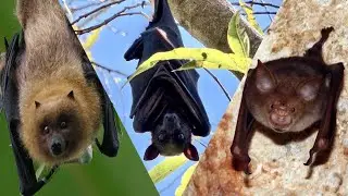 5 Common Myths About Bats