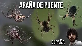 Ara&ntilde;a de puente 4K (Larinioides sclopetarius) Bridge-spider, Gray cross-spider, Ara&ntilde;a cruzada gris