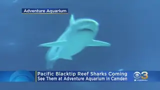 Pacific Blacktip Reef Sharks Coming To Camden's Adventure Aquarium