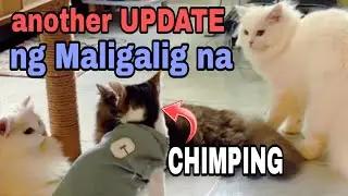 Another Update ng Maligalig na si CHIMPING #chimping 