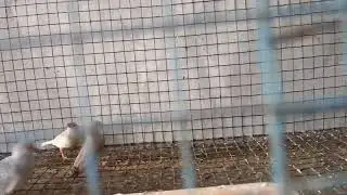 Diamond dove and jawa finches 🐦 available Maharashtra Bird pets Shop 