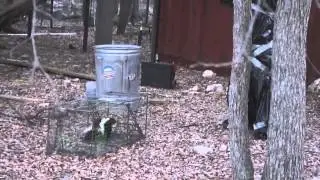 How to remove  a skunk from a live trap, Trash bag style!