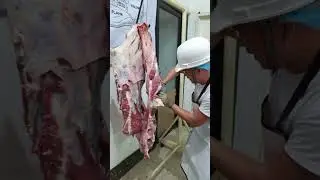Forequarter Beef Boning 