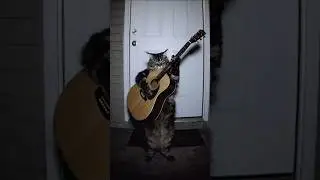 cat playing guitar at midnight #aicat #aivideo #ytshorts