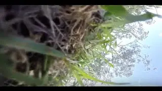 Top 5 Nature Drone Fails Compilation
