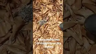 Walking on Dry Leaves Sound Effect