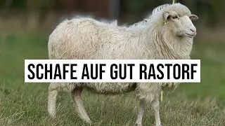 28.09.2024 Gut Rastorf Schafe