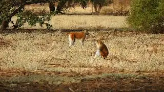 Patas Monkeys at Sagma 2, Zakouma NP, Republic of Chad