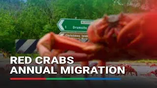 Millions of red crabs begin annual migration on Christmas Island to the sea | ABS-CBN News