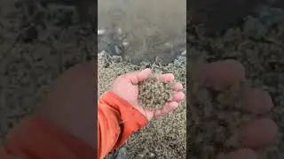 Baby crabs going upstream 🙂🦀 #crabs #nature