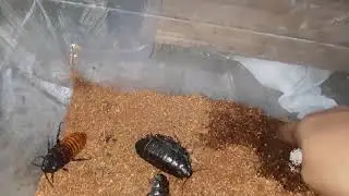VLOG6: Madagascar Hissing Cockroaches (Tagalog)