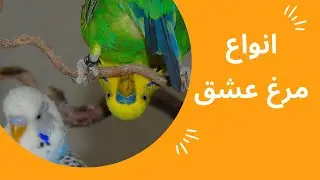 انواع مرغ عشق - مرغ عشق معمولی - دارچینی - کلاه چتری - اسپانگل - ابلق - فیشر - فلو - فرفری - هلندی