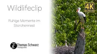 Ruhige Momente im Storchennest #wildlifeclips #4k