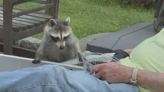 Connecticut man forms unlikely bond with raccoon