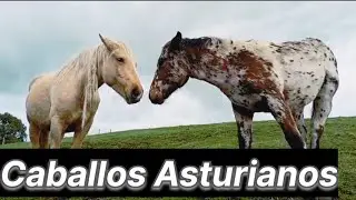 Magia entre Caballos Asturianos y Naturaleza”🌿🐎