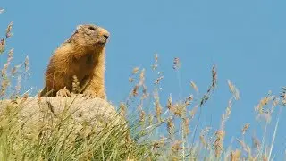 Marmots at Col de la Bonette