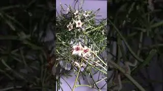 Hoya retusa