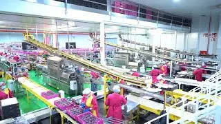 Moyca Grapes chooses ULMA Packaging to increase its packaging capacity