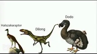 Prehistoric Animals Size Comparison