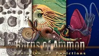 Evolution of Depictions : AMMONITES
