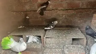 #pigeon #loft801 #kabutar #live #mini #live #shortvideo #shorts #video #vilogpigeon #pigeon 