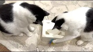 See how our cats like Migibox interactive cat toy