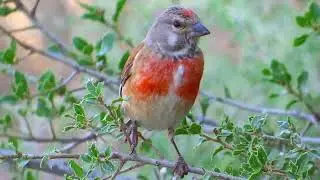 Real Estate Desert Sand Wind Nature Coast Water Mediterranean Chipmunk Rodent Nuts Seeds Cat