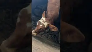 Living the Ranch Hand Life at the Barn