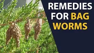 Home Remedies To Get Rid Of Bagworms Naturally | Remedies For Bagworms