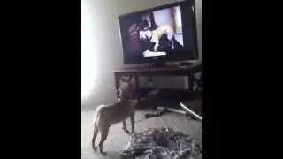 Puggle vs tv