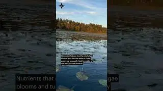Something is wrong with Lake Itasca, the source of the Mississippi River