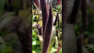 Пеннисеум африканский #растения#природа#shotrs# nature#flowers#flora#ralax#top