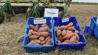 Sweetpotato Field Day - Evaluation of New Wireworm Insecticides and Delivery Methods