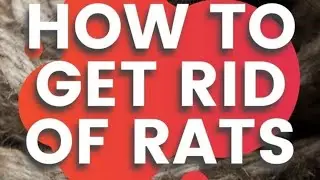 HOW TO GET RID OF RATS /MICE COMPLETELY !Gone for good 👍🏿