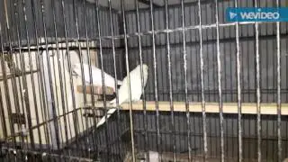 DIFFERENCE BETWEEN MATKI AND BOX BREEDING