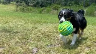 Lost and found dog dispute leads to dueling lawsuits in Leon County
