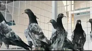 Baghla Teddy Breed