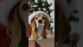 Vous envisagez d'adopter un Beagle&nbsp;? Regardez ceci avant de vous d&eacute;cider&nbsp;! ⚠️🐶 #shorts