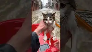 I saved a little cat! #shorts #cat #cute #saveanimals