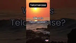 What Is Telomerase?